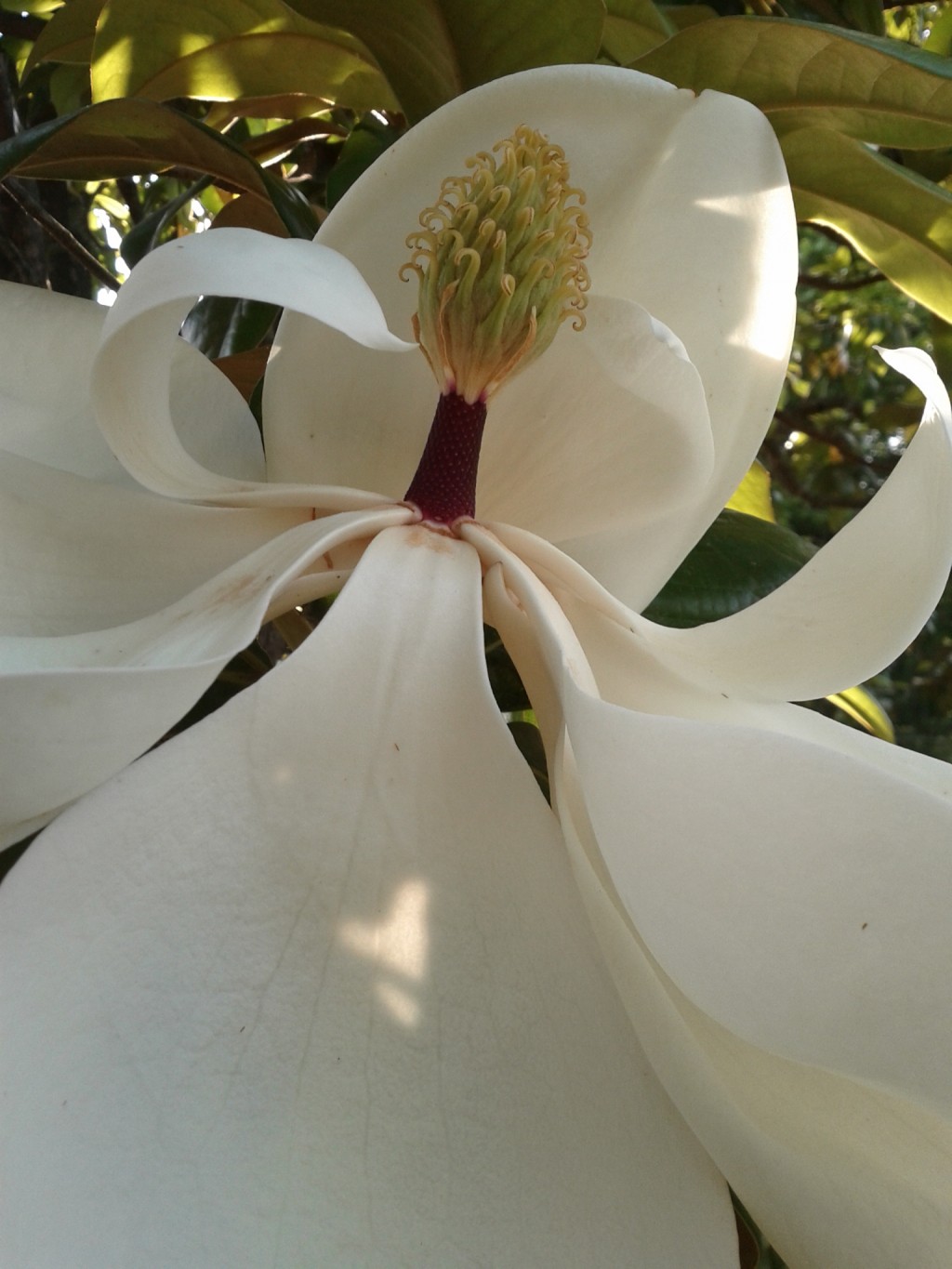 Why Flowers Are Important