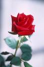 http://s4.hubimg.com/u/6644507.jpg