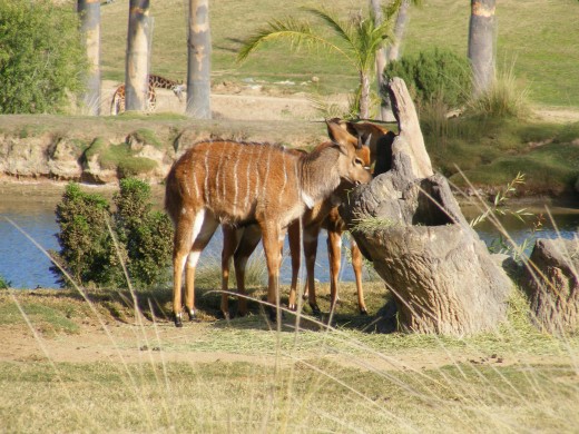 San Diego Safari Park