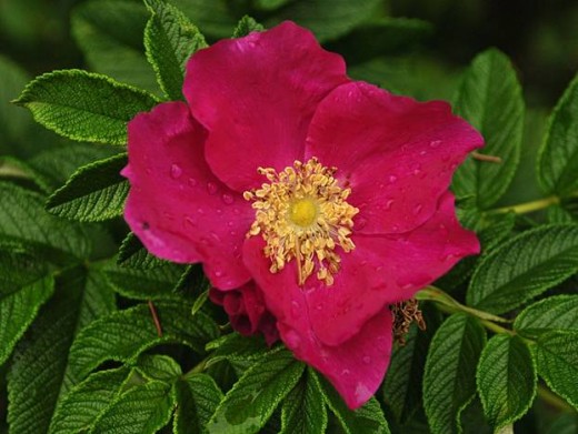a japanese rose flower