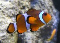Clownfish Facts You Won’t Find in Disney Cartoons.