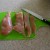 Slice boneless, skinless chicken breasts into strips. Tofu may be substituted for vegetarians. Slice boneless, skinless chicken breasts into strips. Tofu may be substituted for vegetarians.
