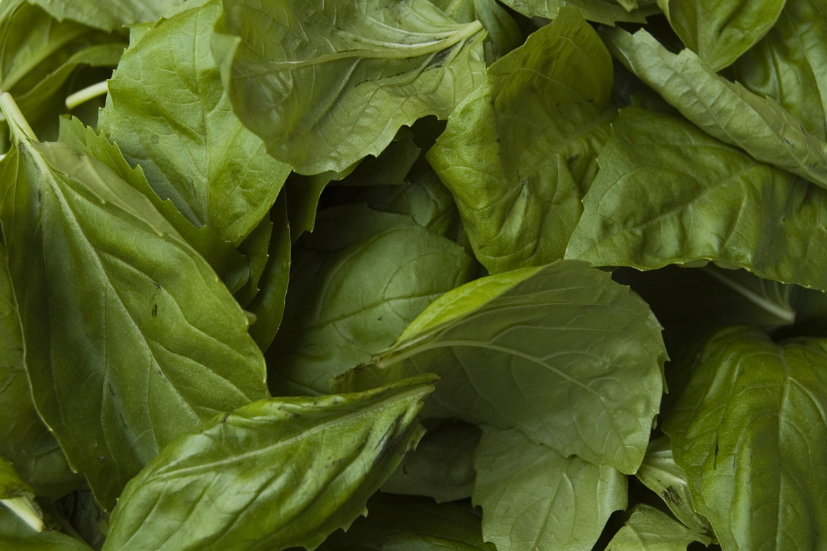 Basil Leaves can help relieve itchiness, as well as rejuvenate your mind and body. 