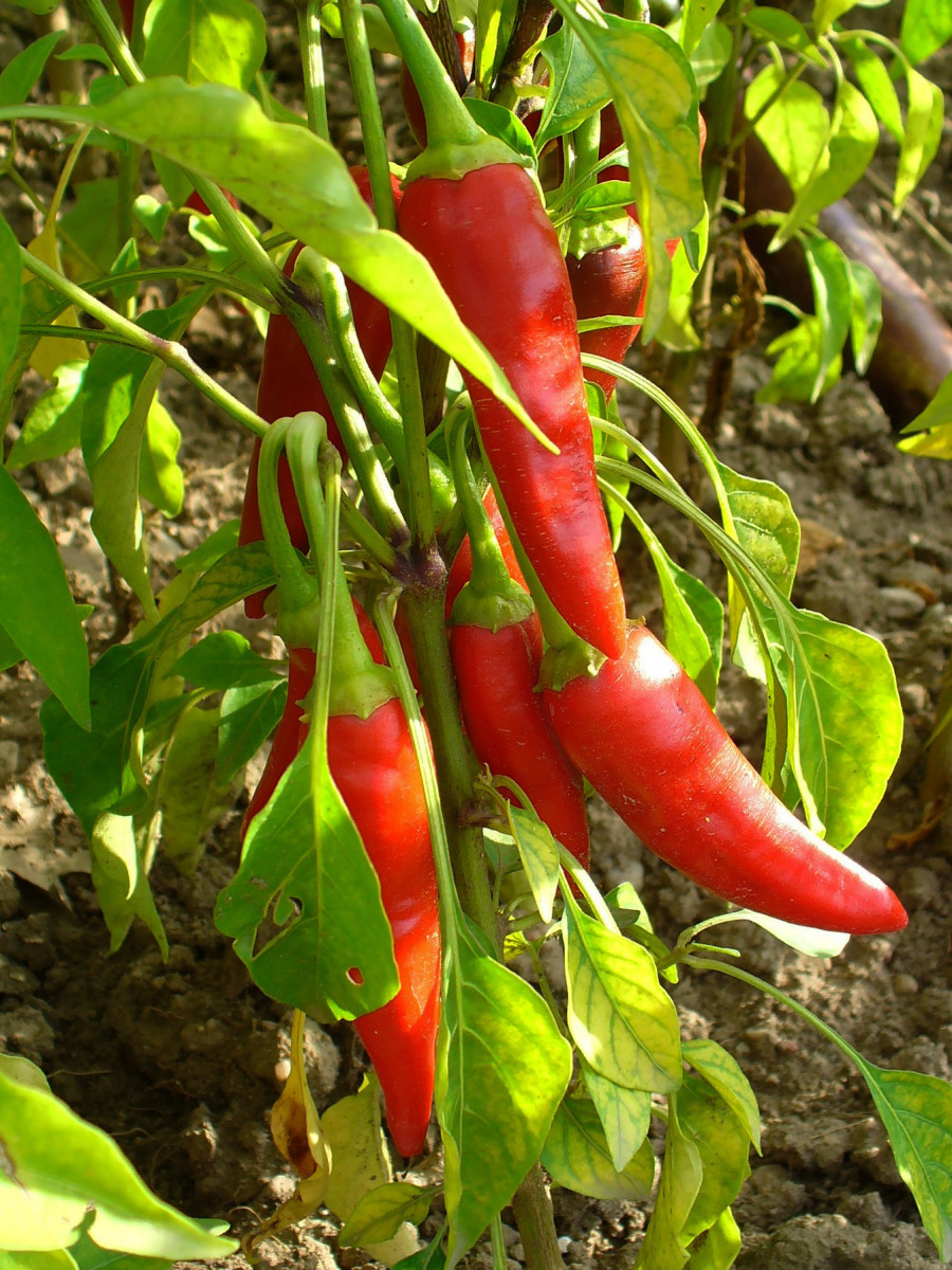 Cayenne can help plump up your lips or help relieve sore muscles. 