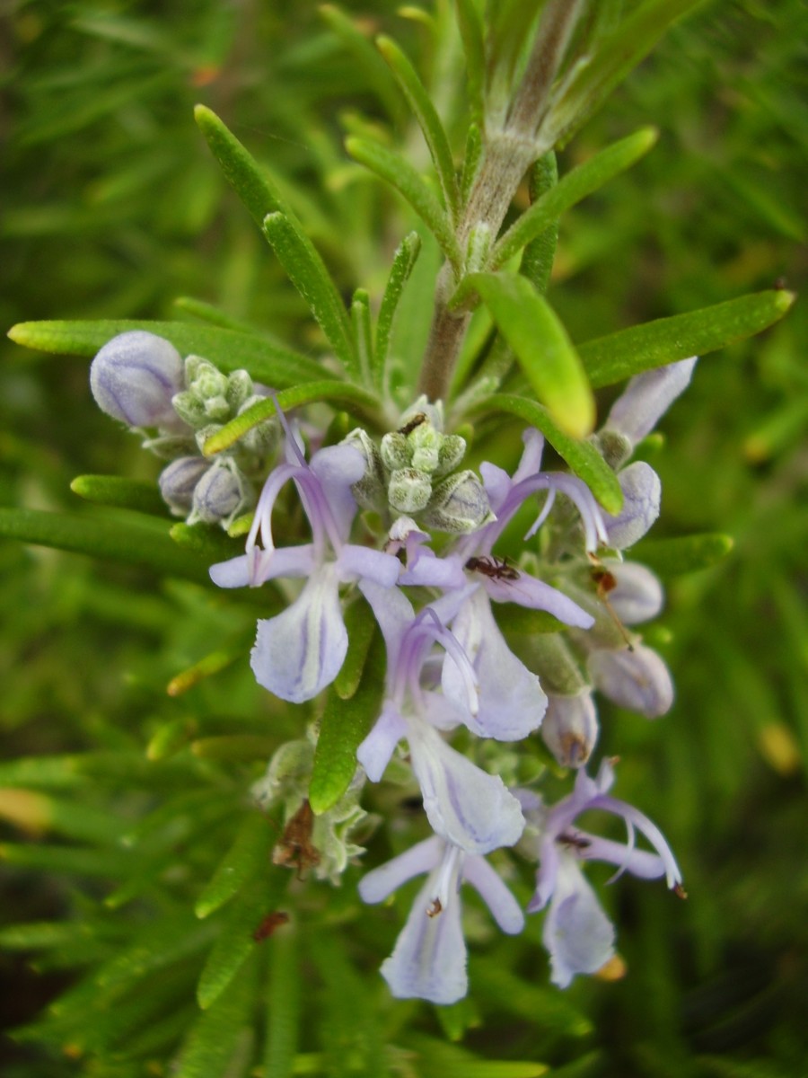 Rosemary can be used as a toner for your skin as well as a way to prevent gray hair and hair loss! 