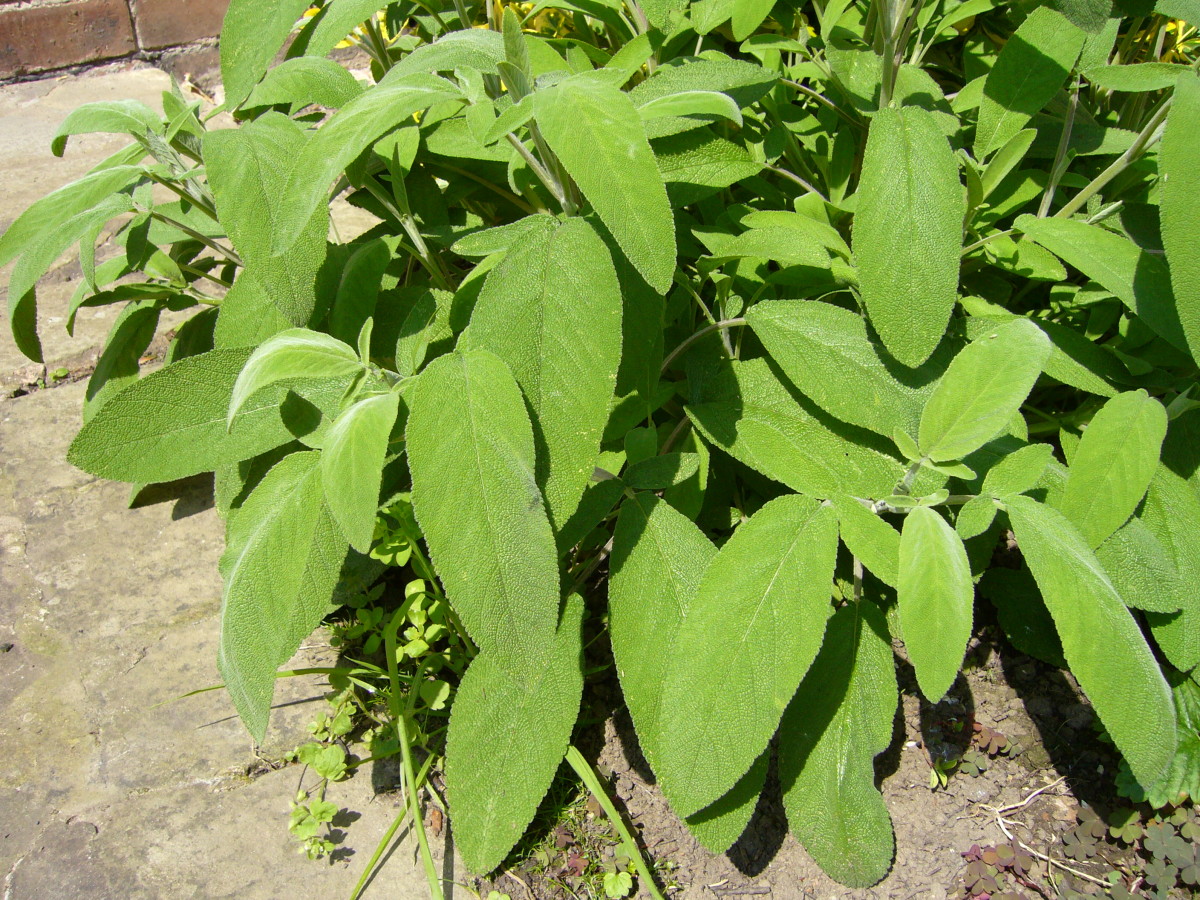 Sage can be used to treat dandruff. 