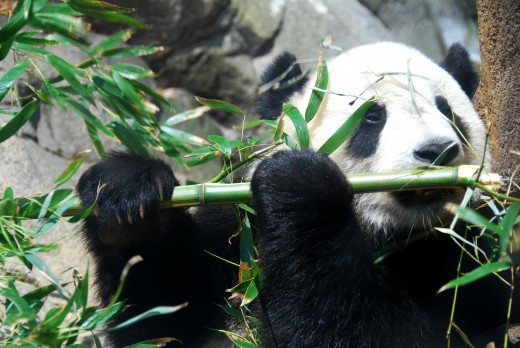 Giant Panda Tai Shan