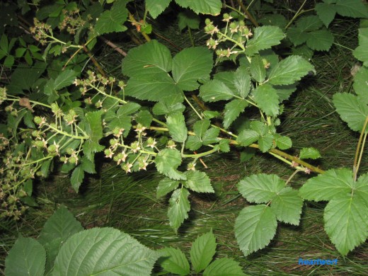Young Green Blackberries (Rubus occidentalis). 