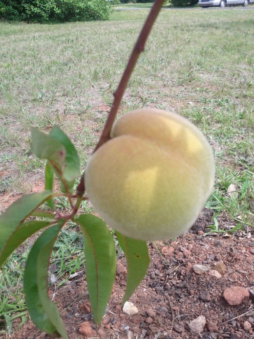 This young ovary will grow and and ripen into a juicy delicious peach.