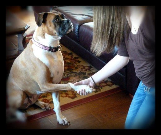 Sometimes, my boxer, Roxy, has good manners. If she can do it, so can our children.