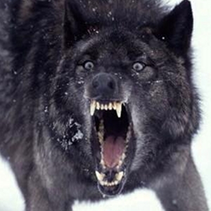 One of the Wolves