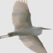 snowgoose95 profile image