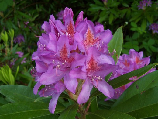 Rhododendron