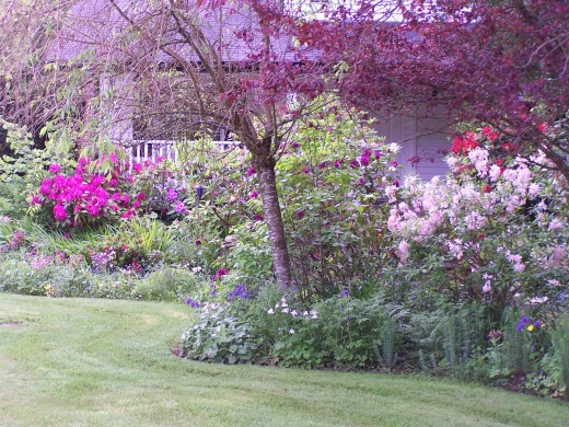 Most yards in Western Washington have abundant color