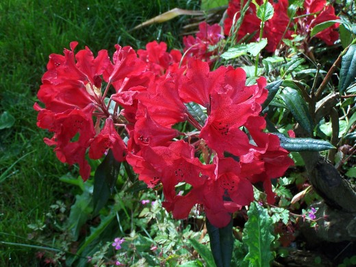 Dazzling colors
