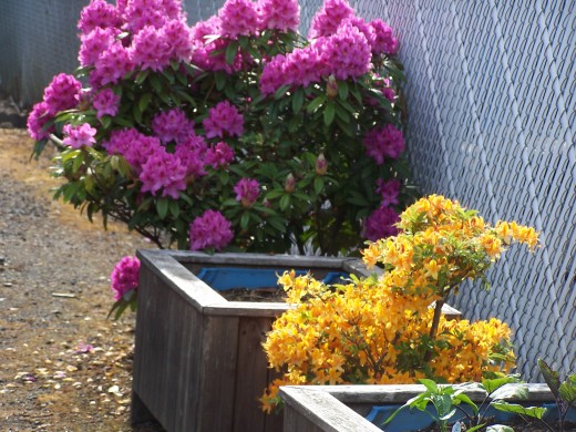 A beautiful yellow azalea