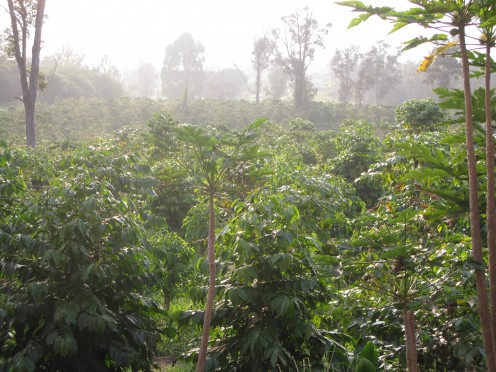 Kona coffee farm