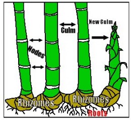 How to Grow Bamboo Cuttings | Dengarden