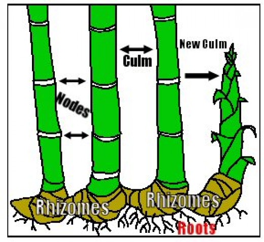 How To Grow Bamboo Cuttings Dengarden 