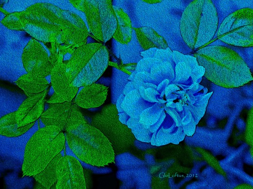 I changed a pink rose into a blue one with a photo filter, then digitally painted it for more impact.
