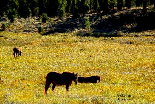 A sleepy meadow can look like a dream, when it's digitally altered and painted..