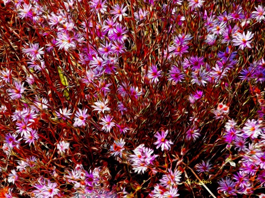 Look at the petals..can you see the brush-like strokes and the subtle way the shapes have altered to suggest movement?