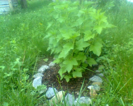My black currant bush feels the love from which I labored to spread its bed with mulch and encircle it with stones. Now, it's time to mow the lawn.