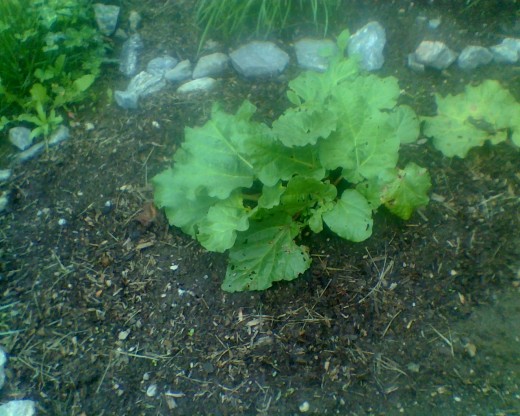 My rhubarb grows fuller with each soil enhancement, and the mulch seems to have livened t hem up further.