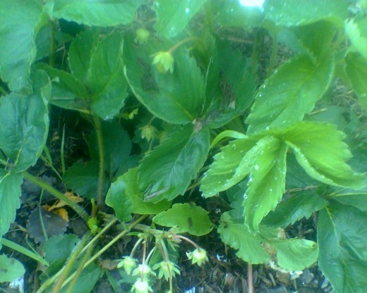 My neighbor gave me some of her strawberry plants ready to bear fruit