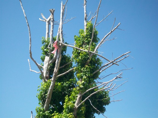 Some trees still have debris lodged in the branches.