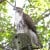 Red Tail Hawk Red Tail Hawk