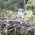 philippine eagle lays and hatches an only egg which the couple share in the incubation process. philippine eagle lays and hatches an only egg which the couple share in the incubation process.