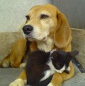 Cat and Dog Idioms (and Their Possible Origins)