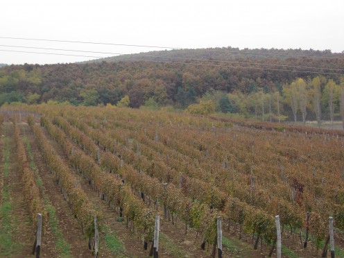 Vineyard in Eger