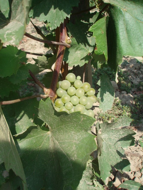 Harslevelu Grapes used for Tokaj Wine 
