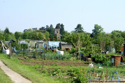 View of Woughton Church through the allotments