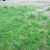 A huge door covered with grass? A huge door covered with grass?