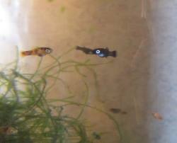 Bumblebee platy young, or fry are a fairly new breed of platy. As these young bumblebee platy fry grow they will soon develop colorations characteristics like that of their parents. You will notice this difference in about a months time. 