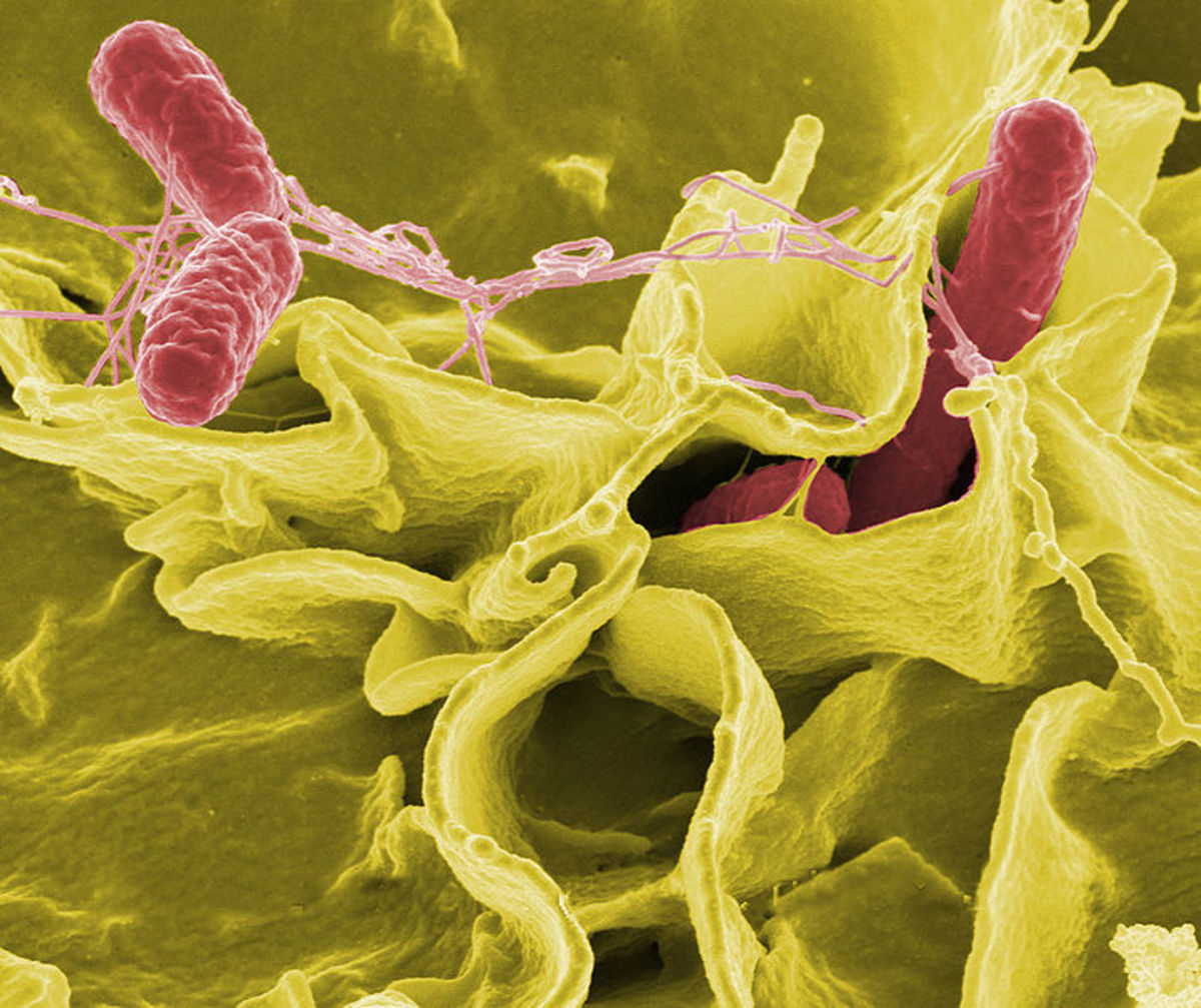 salmonella invading human cells
