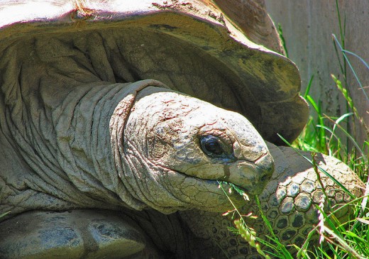 Slow and steady wins the race