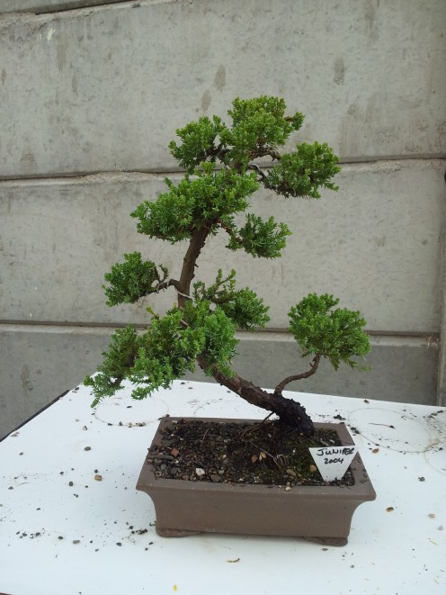 The Juniper (2004) is one of my favourite bonsai trees I own. 