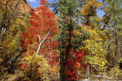 In the fall of the year the trees in the Red Rock Secret Mountain area look like they were painted by the hand of God. 