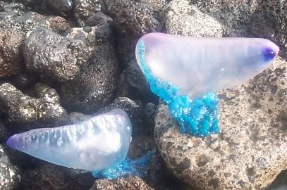 Portuguese man-of-wars. Photo by Steve Andrews