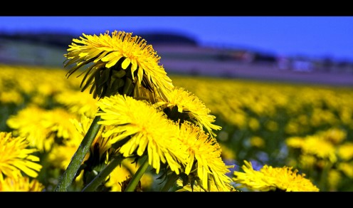 Dandelion can be eaten raw, prepared as tea, and cooked like any other vegetable.