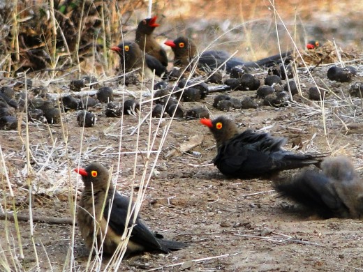 Red-billed Oxpeckers Sand Bathing in Kruger Game Reserve 