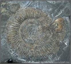 Paraprosdokians  ~~  Fossils, Crystals,  Igneous Rocks, or a Linguistic Term?