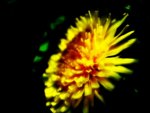 Annoying weed or beautiful healing herb?