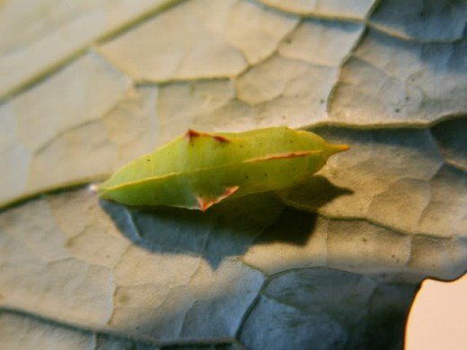 Cabbage Moth Butterfly chrysalis 