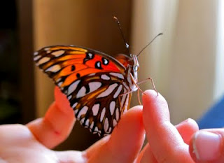 Newly emerged Gulf Fritillary Butterfly