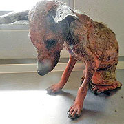 Shiver, a puppy who since his rescue by SDF has been able to recover.